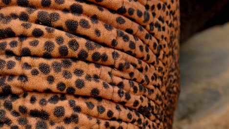 a detailed close-up of an asian elephant’s trunk, highlighting the unique texture and characteristic skin dots.