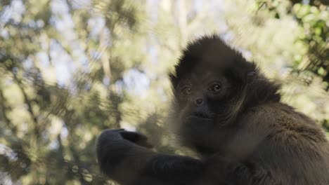 Adorable-primate-monkey-scratching-head-turning-to-camera-behind-wire-fence-enclosure