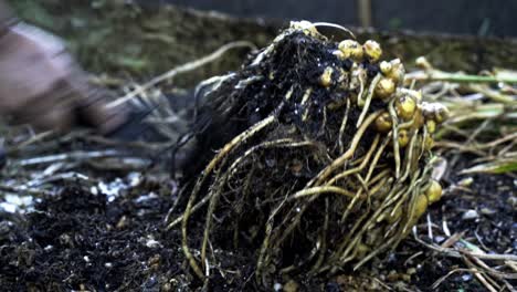 Using-a-garden-tool-to-scrape-off-dirt-from-a-root-of-ginger-Breathtaking-Footage-of-Ginger-Harvest-home-gardening