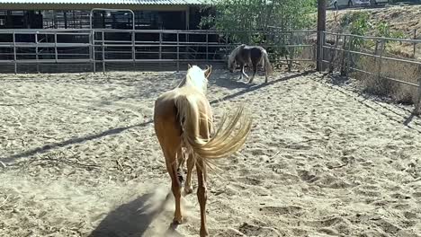 caballo marrón claro jugando en el paddock al aire libre en los establos, cámara lenta