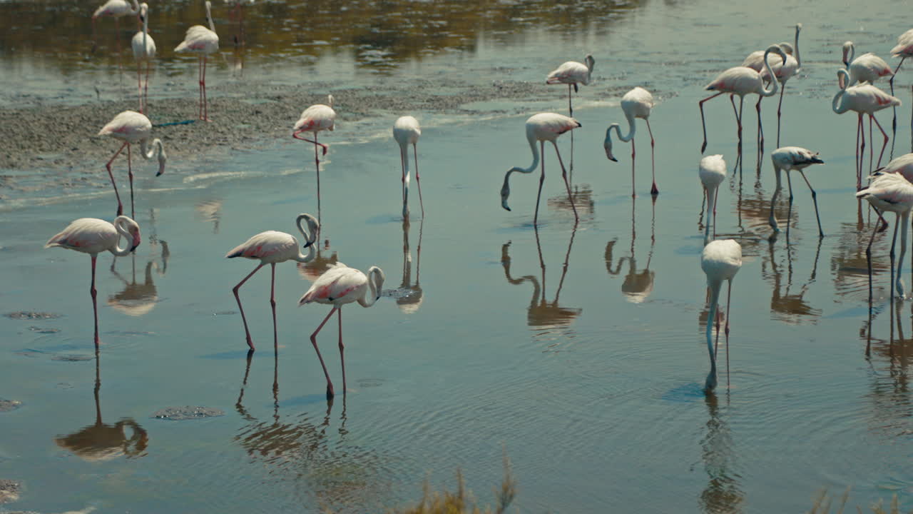 Flock of Flamingos in a Wetland