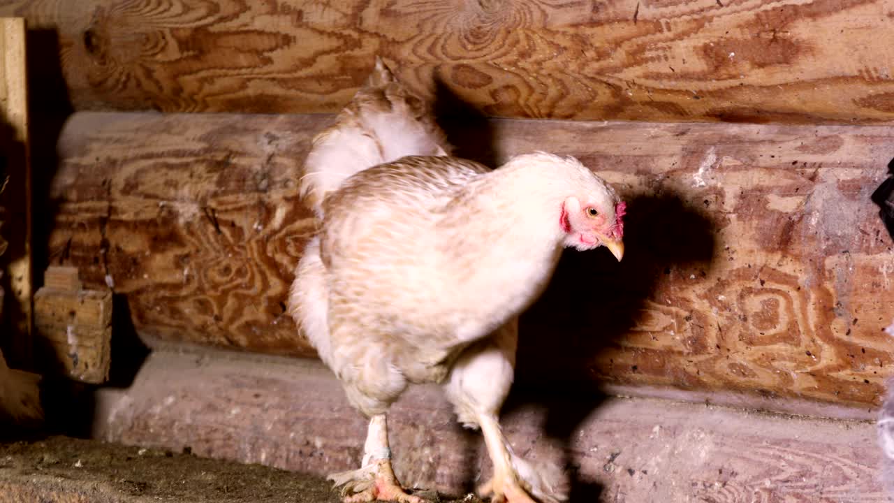 The hen sitting at the roost