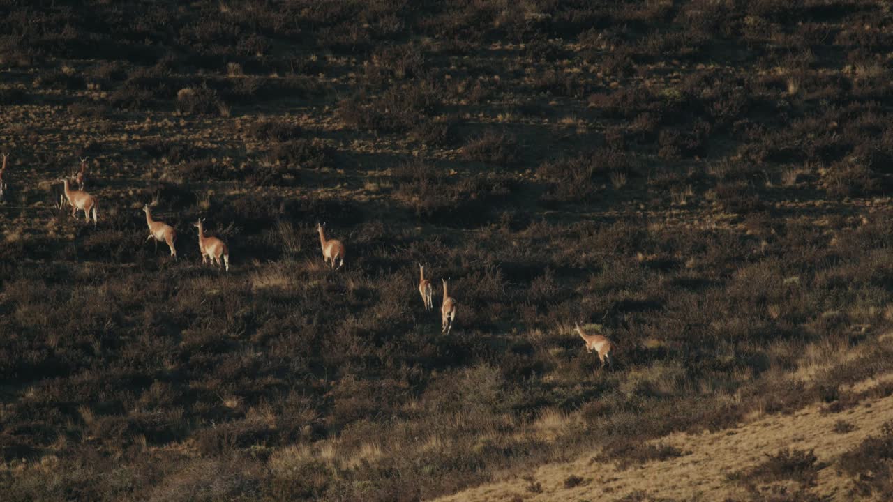manada de guanacos huyendo del peligro