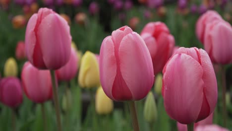 beautiful tulips swaying gently in a garden