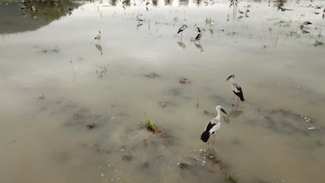 Asiatischer-Openbill-Storch-(Anastomus-Oscitans)-Im-Reisfeld-Von-Malaysia.