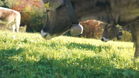 Close-up of a brown cow eating green grass in Weesen, Glarus, Switzerland. Peaceful rural scene. Ideal for agriculture and animal content.