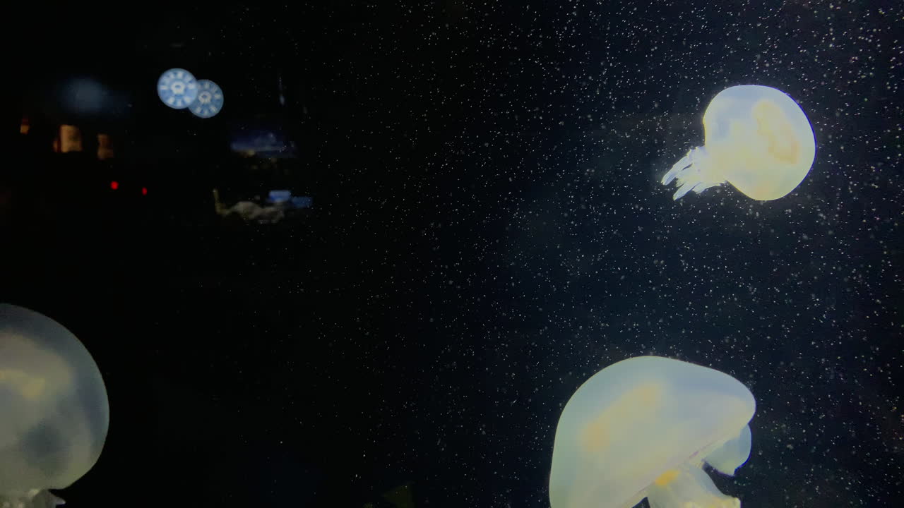 해파리 - rhizostoma pulmo - kamon 수족관, 일본