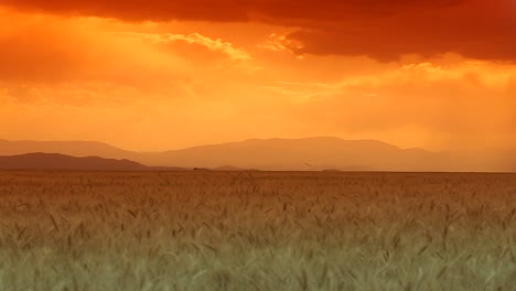 camera-tracks-in-wheat-farm