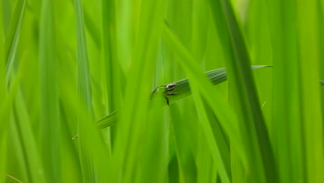 spider making web - eyes - green grass