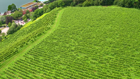 Vista-Aérea-De-Los-Viñedos-En-Terrazas-Con-Vistas-Al-Lago-De-Constanza.