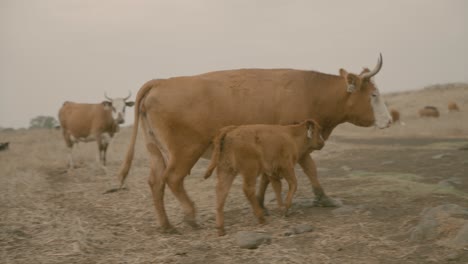Vacas-01-En-El-Norte-De-Israel---Alturas-Del-Golán-Pastando-Con-Terneros