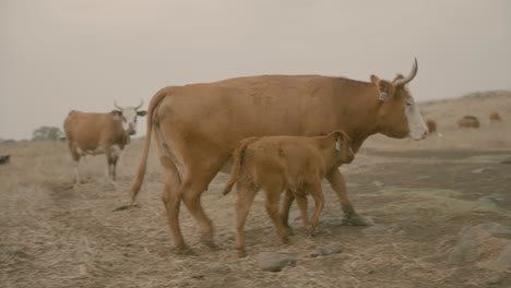 vacas 01 en el norte de israel - alturas del golán pastando con terneros
