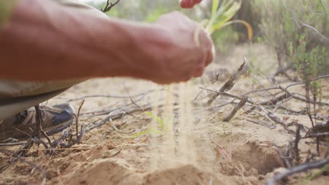 Manos-De-Un-Superviviente-Masculino-Caucásico-En-Cuclillas-Y-Examinando-La-Raíz-De-La-Planta-En-El-Desierto