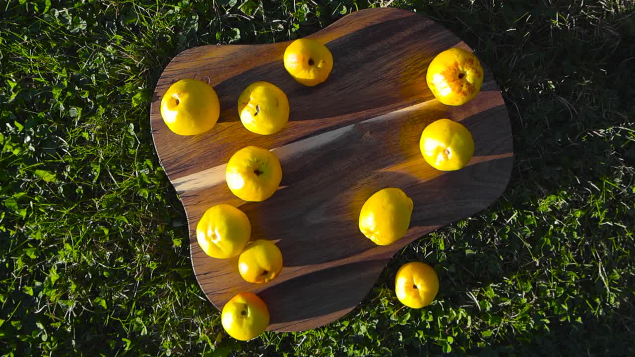 Chaenomeles Japonica or Unquidonia fruits on a walnut cutting board placed in a garden while a hand keeps rolling and throwing more on the cutting board. Viewed from the top and camera spin in sun.