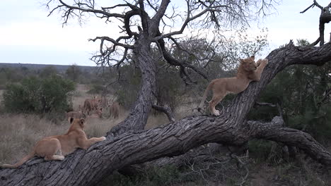 lion cubs play in a tree while the rest of the pride walks away in the background