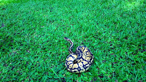 bola de pitón tomando el sol en el césped