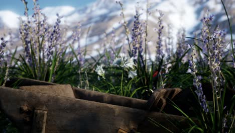 campo de lavanda con cielo azul y cubierta de montaña con nieve