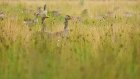 two greylag geese protect their goslings in the tall grass and weeds in the late summer months