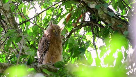 Die-Buffy-Fish-Owl-Ist-Eine-Große-Eule-Und-Doch-Die-Kleinste-Unter-Den-Vier-Fischeulen