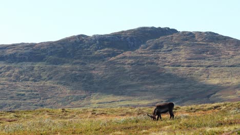 The-clip-showcases-the-beauty-of-the-Nordic-ecosystem-and-wildlife,-making-it-perfect-for-nature-enthusiasts-or-anyone-seeking-a-moment-of-peaceful-reflection