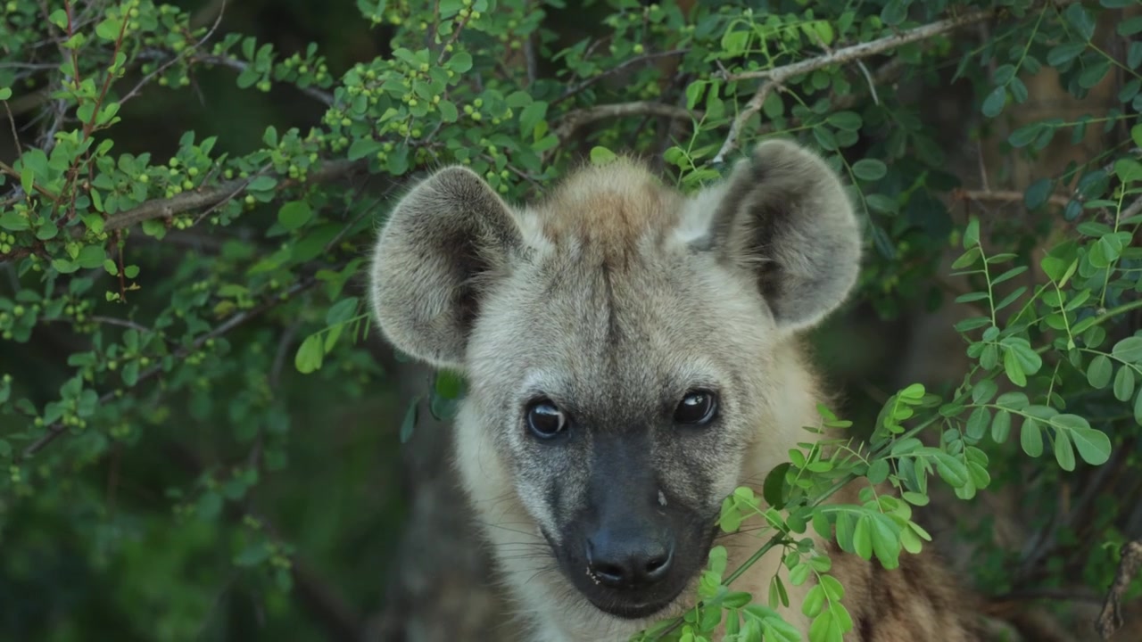 La testa di un simpatico cucciolo di iena maculata che appare tra i rami mentre il giovane animale guarda attento in lontananza, Parco Nazionale Kruger.