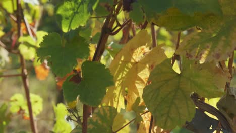 las hojas amarillas del viñedo cierran la temporada de otoño 4k
