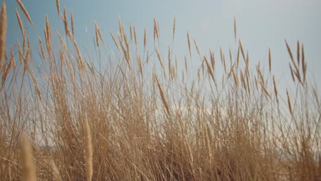 Immersive-Kamerabewegung-Zwischen-Goldenem-Strandgras-An-Einem-Sandstrand