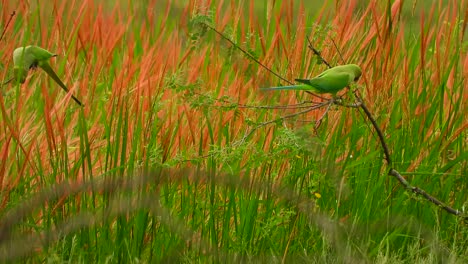 Papageien-In-Rotem-Reis-Uhd-Mp4-4k