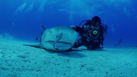 scuba diver petting tiger shark in tonic immobility state, low angle shot