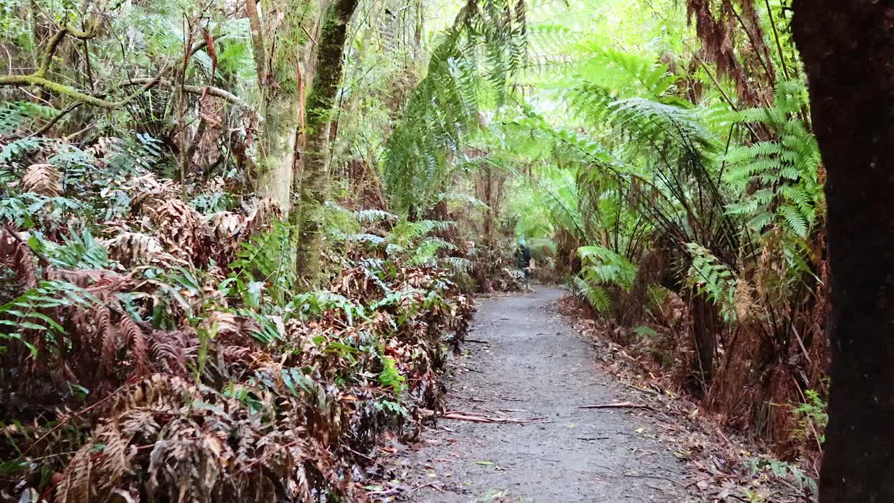 camino del bosque exuberante con helechos de árbol