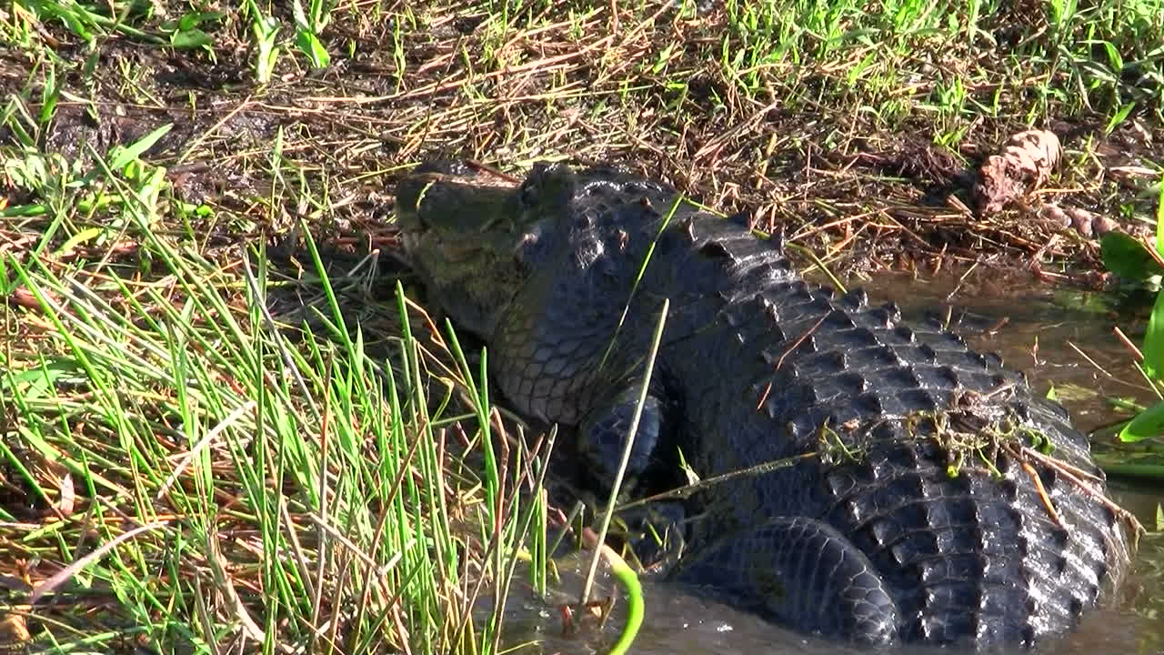 Alligators walking in a swamp in the Everglades