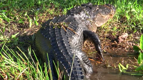 Caimanes-Caminando-En-Un-Pantano-En-Los-Everglades