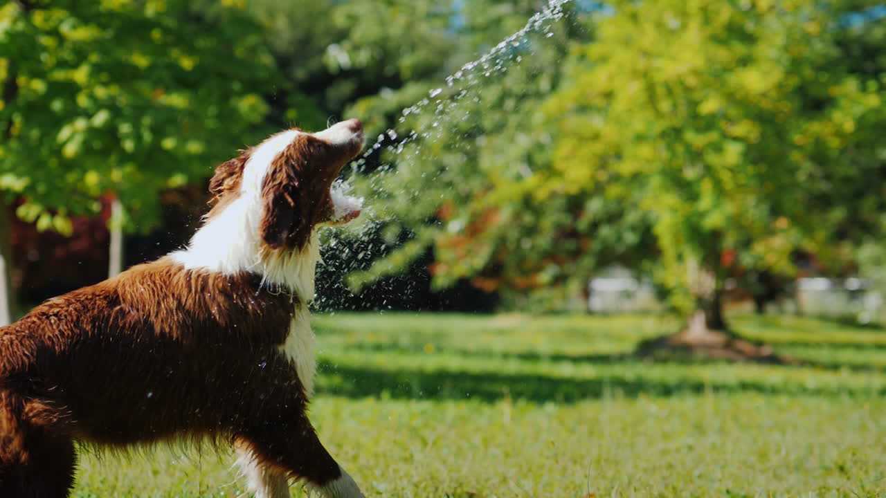 perro gracioso jugando con una manguera de jardín juega con el dueño y diviértete juntos