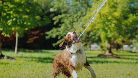 funny dog playing with a garden hose play with the owner and have fun together