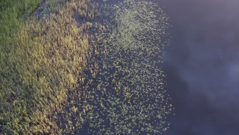 Luftdrohnenaufnahme-Von-Wasserpflanzen-In-Einem-See-Zur-Goldenen-Stunde-Während-Des-Sonnenuntergangs