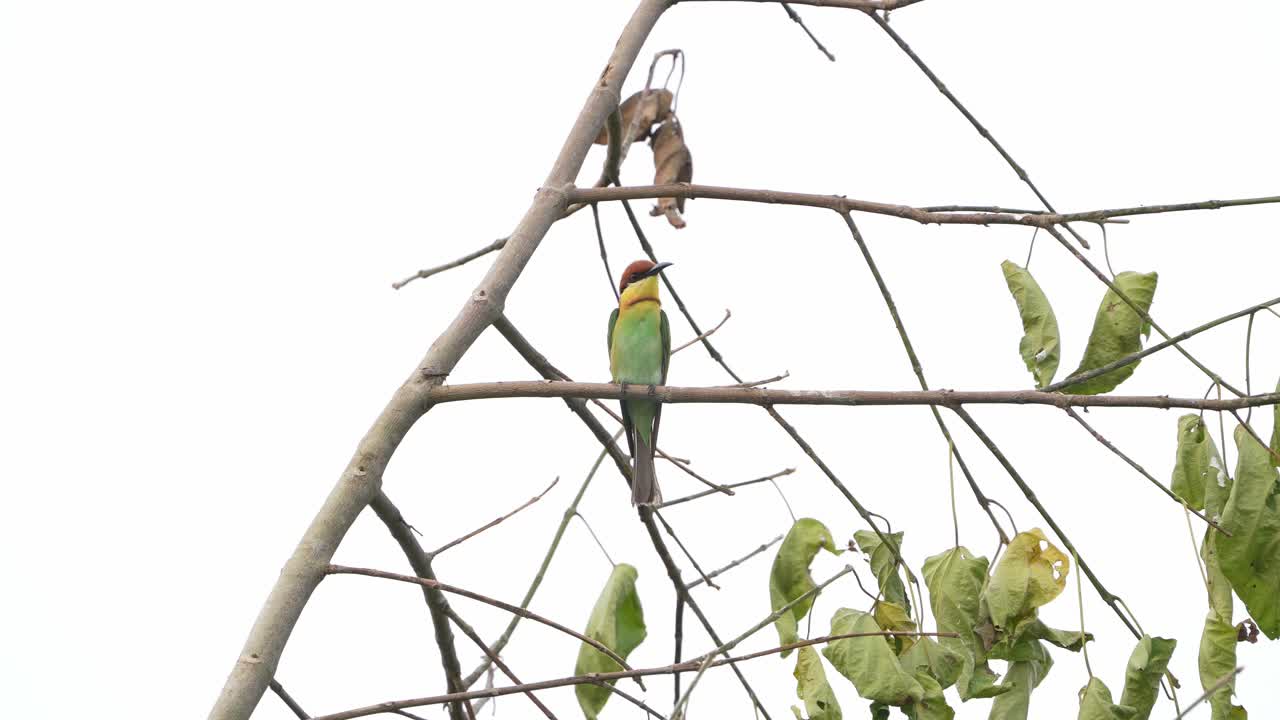 Birds perched on a tree branch in a tranquil forest setting. A peaceful moment in nature showing harmony, stillness, and the beauty of forest wildlife in its natural environment