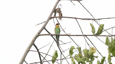 birds perched on a tree branch in a tranquil forest setting. a peaceful moment in nature showing harmony, stillness, and the beauty of forest wildlife in its natural environment