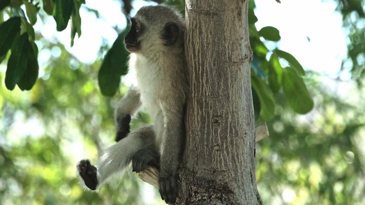 A Vervet monkey in a tree scratching and climbing