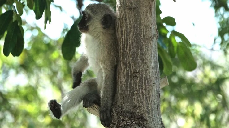 A Vervet monkey in a tree scratching and climbing