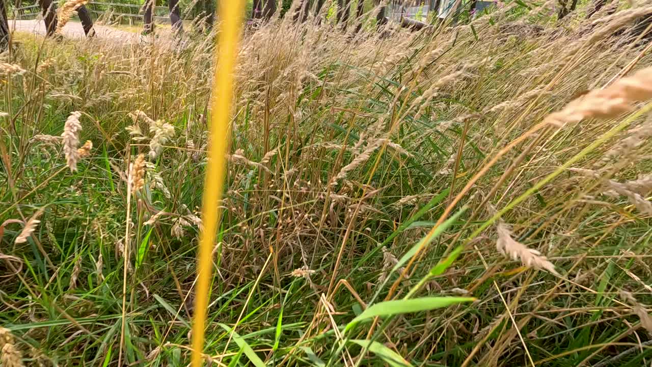 Tall wild grasses sway gently in natural light, camera moves slowly at ground level outdoors