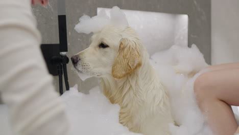 dog getting a bath in the tub