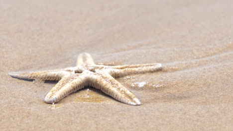 close up of starfish on beach