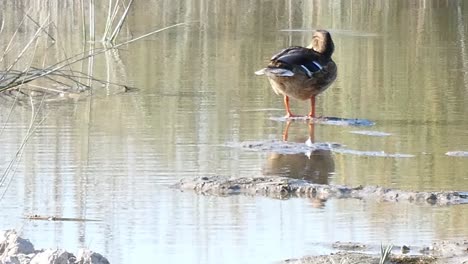 wild duck in the lagoon of mallorca