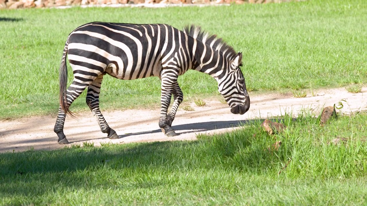 En zebra går hen over en jordsti og begynder at græsse på frodigt grønt græs udendørs.