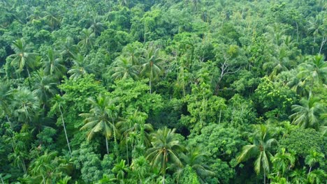 Vista-Aérea-O-De-Drones-De-Una-Jungla-Verde-Profunda-4