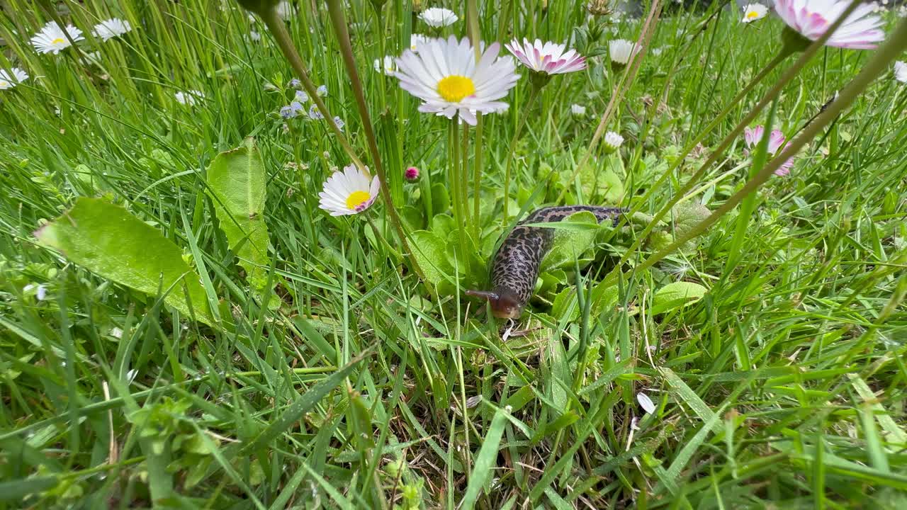 Leopard slug (Limax maximus) crawling slowly among the daisies (Bellis perennis) in the garden.