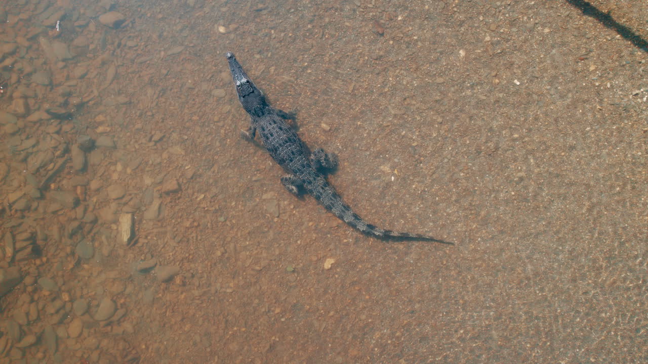 vista aérea de un cocodrilo en port douglas, cocodrillo de agua salada, agua dulce, río, encuentro con animales salvajes