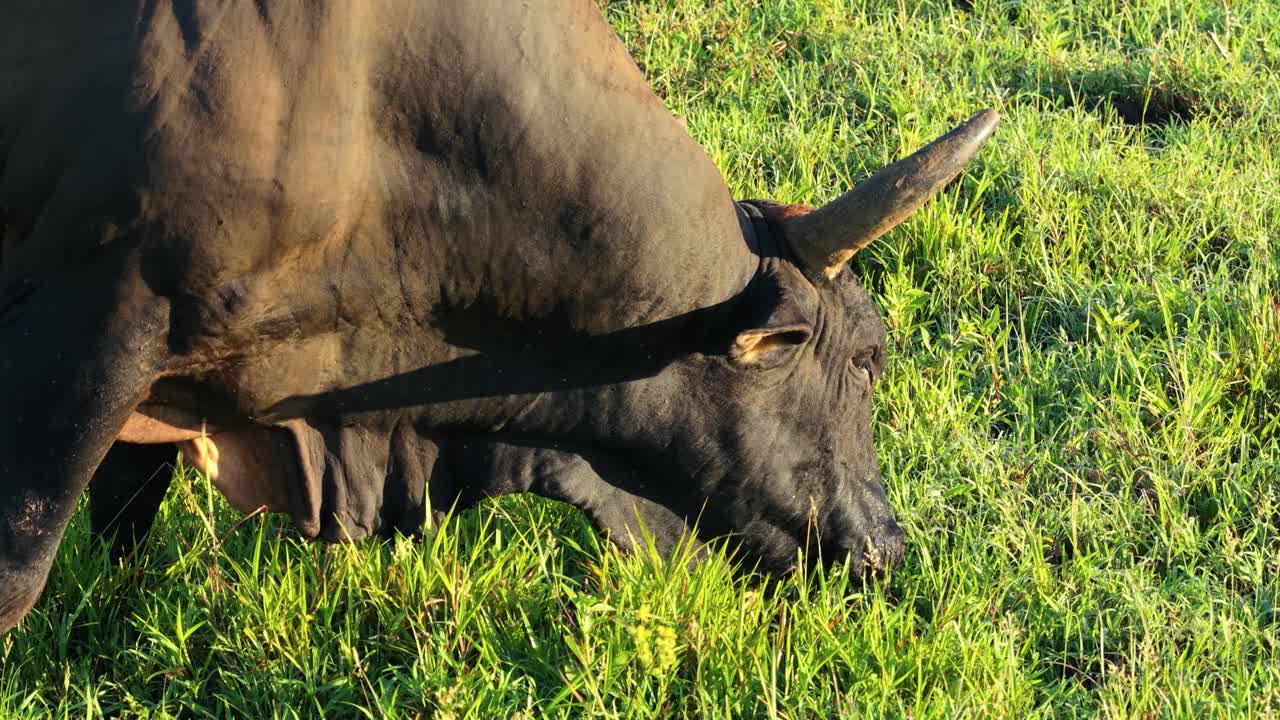 Primo piano di un toro al pascolo in un prato verde.