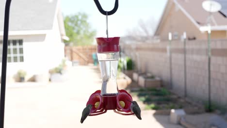 Female-black-chinned-hummingbirds-drinking-at-a-backyard-sugar-water-feeder---slow-motion-fly-away