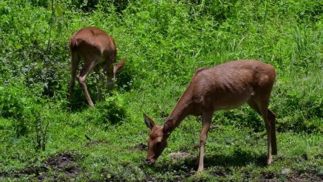 the eld's deer is an endangered species due to habitat loss and hunting